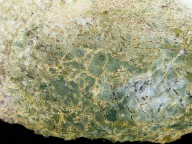 Green Agatized Dinosaur Bone - Polished #11448